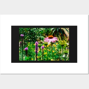 Echinacea Purpurea Posters and Art